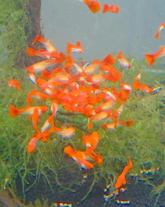 guppy koi albini selezionati