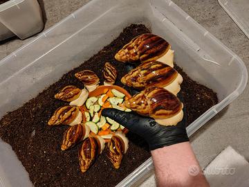 Chiocciole / lumache giganti africane esotiche