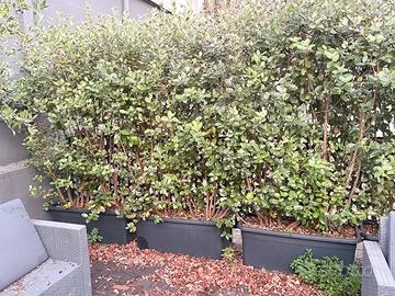 Siepi in alloro con vaso