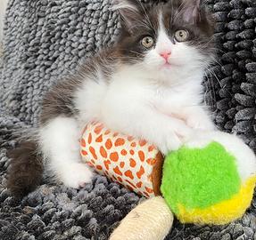 Gattina di gatti persiani normotipici femmina