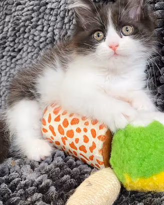 Gattina di gatti persiani normotipici femmina