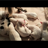 Cuccioli setter inglese puro