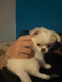 Chiuhauha femmina cucciola di 3 mesi