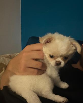 Chiuhauha femmina cucciola di 3 mesi