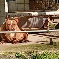 American Bully