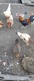 Galli e galline