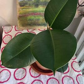 Piccolo Ficus da interno