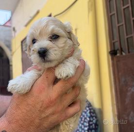 Maltipoo