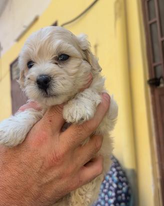 Maltipoo
