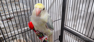 Giovane Parrocchetto Dal Collare