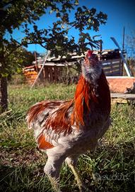 Coppia di Araucana