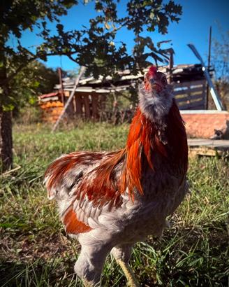 Coppia di Araucana