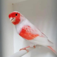 Canarini mosaici rossi