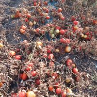 Responsabile dirigente azienda agricola