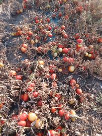 Responsabile dirigente azienda agricola