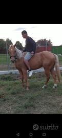 cavallo