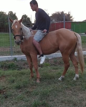 cavallo