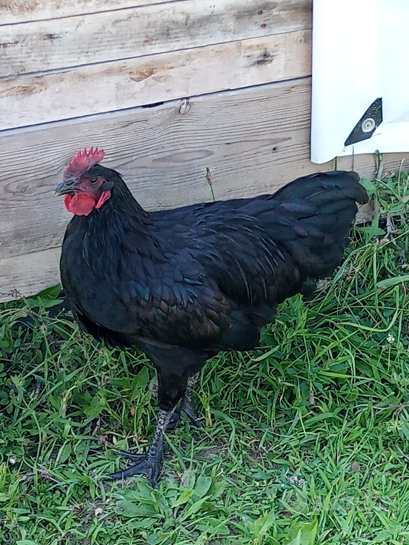 galletto australorp nero