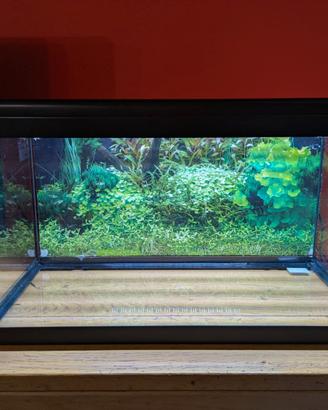 Acquario