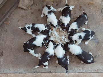 Cuccioli springer spaniel inglese