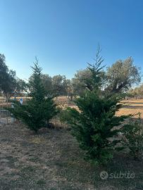 Terreno un km da Mesagne