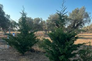 Terreno un km da Mesagne