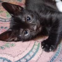 Gattino nero