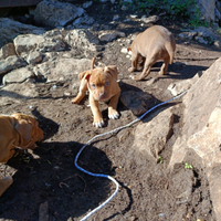 Ultimi super cuccioli american pitbull terrier