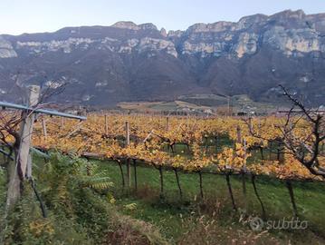 Casale rustico e Vigneto