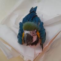 Ara ararauna pappagallo cenerino