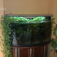 Acquario panoramico con sistema elettronico