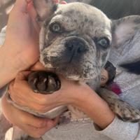 Bulldog francese