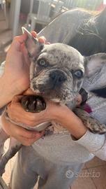 Bulldog francese