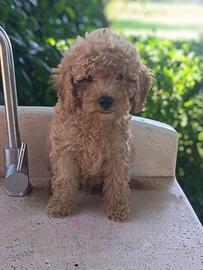 Cucciolo di barboncino maschio nano