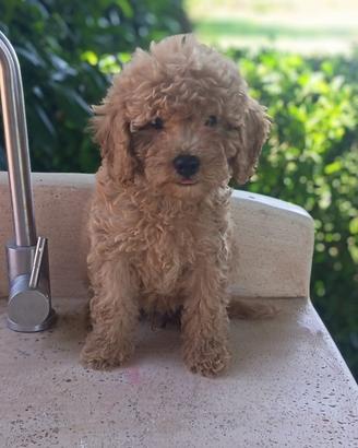 Cucciolo di barboncino maschio nano