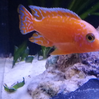 Avannotti aulonocara Red coral