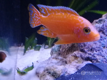 Avannotti aulonocara Red coral