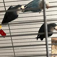 Disponibili agapornis varie colorazioni coppie ad
