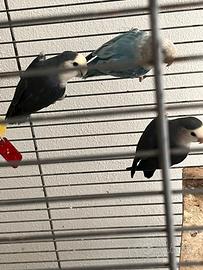 Disponibili agapornis varie colorazioni coppie ad