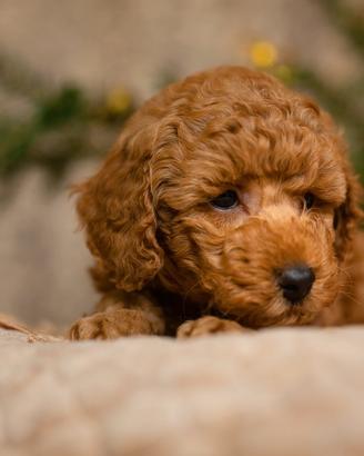 Barboncino Toy Ped Enci Disp