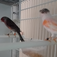 Canarini arlecchini portoghesi