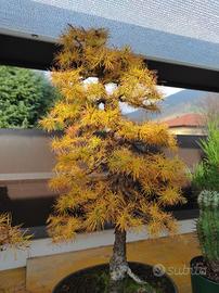 Bonsai Larice Deciduo 