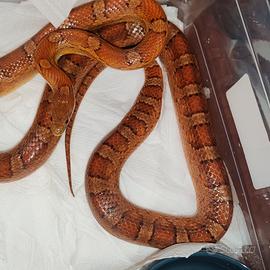 Pantherophis guttatus