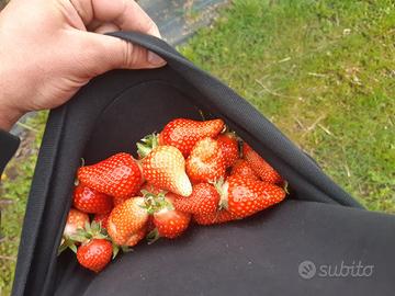 Piante di fragola