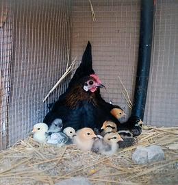 Galline e galli nani varie colore buone chioccie