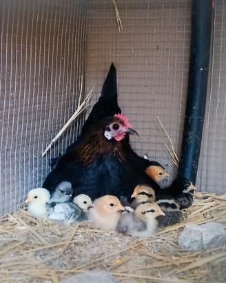 Galline e galli nani varie colore buone chioccie