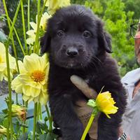 Dolcissima cucciola in adozione