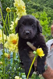 Dolcissima cucciola in adozione