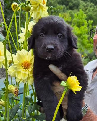 Dolcissima cucciola in adozione