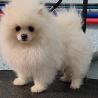 Spitz di pomerania nano